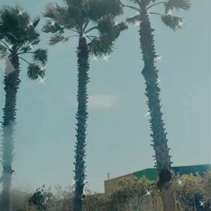 Meet your Posher, Bailey